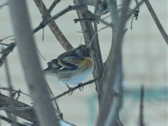 Fringilla montifringilla