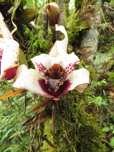 Maxillaria sanderiana, photograph 4