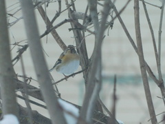 Fringilla montifringilla