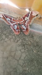 Rothschildia prionia