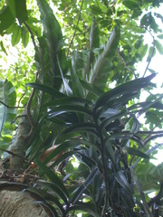 Trichoglottis luchuensis