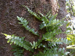Arthropteris palisotii