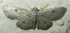 Orbamia octomaculata