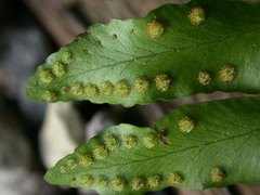 Arthropteris palisotii