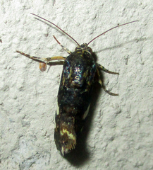 Acontia imitatrix