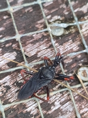 Apiomerus geniculatus