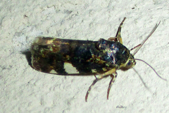 Acontia imitatrix