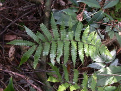 Coryphopteris angulariloba