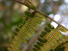Coryphopteris angulariloba