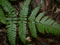 Dryopteris tenuicula
