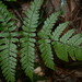 Dryopteris tenuicula - Photo (c) lecanorchis, algunos derechos reservados (CC BY-NC)