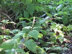 Comanthosphace formosana