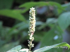 Comanthosphace formosana