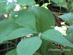 Comanthosphace formosana