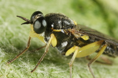 Solva marginata