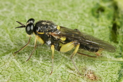 Solva marginata