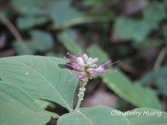 Comanthosphace formosana