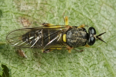 Solva marginata