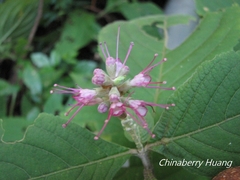 Comanthosphace formosana