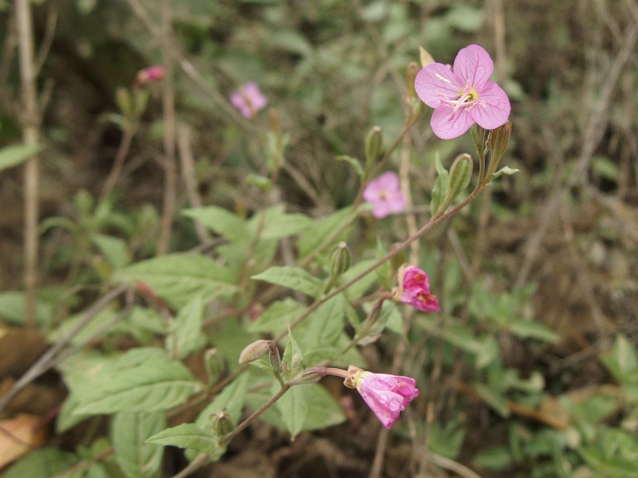 Oenothera rosea image