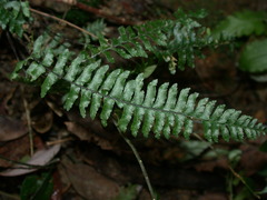 Hymenasplenium adiantifrons