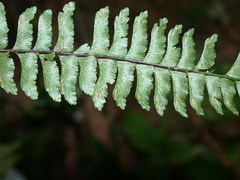 Hymenasplenium adiantifrons