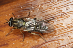 Solva marginata