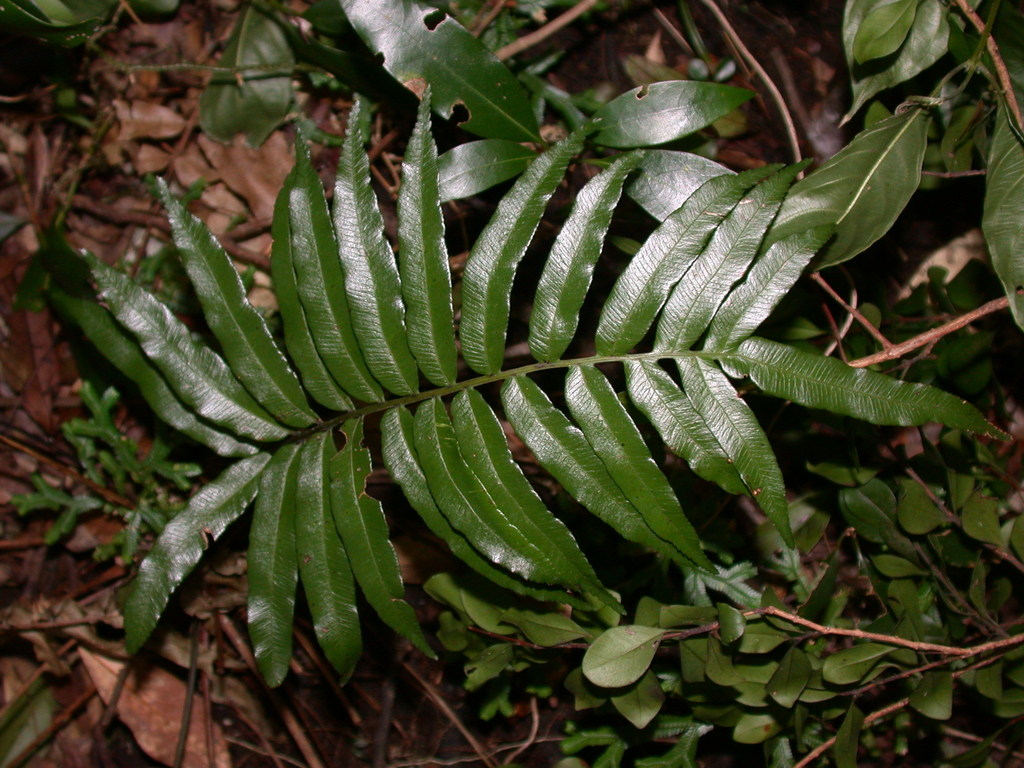 Plagiogyria japonica (Plagiogyria japonica)