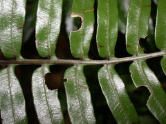 Plagiogyria japonica