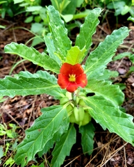 Pterodiscus cinnabarinus