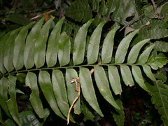 Polystichum hookerianum
