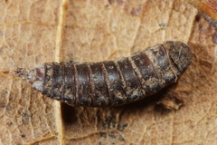 Solva marginata