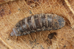 Solva marginata