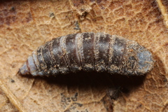 Solva marginata