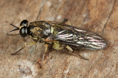 Solva marginata