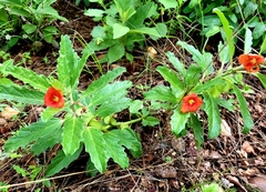 Pterodiscus cinnabarinus