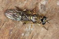 Solva marginata