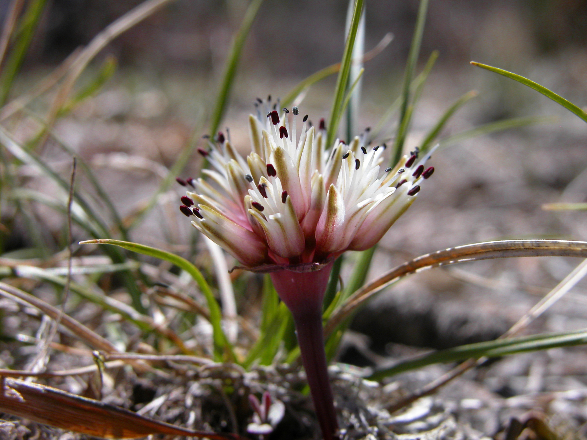 Allium burlewii