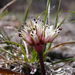 Allium burlewii - Photo (c) Chris Wagner-Coshland, μερικά δικαιώματα διατηρούνται (CC BY-NC), uploaded by Chris Wagner-Coshland