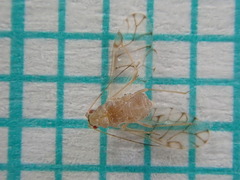 Therioaphis