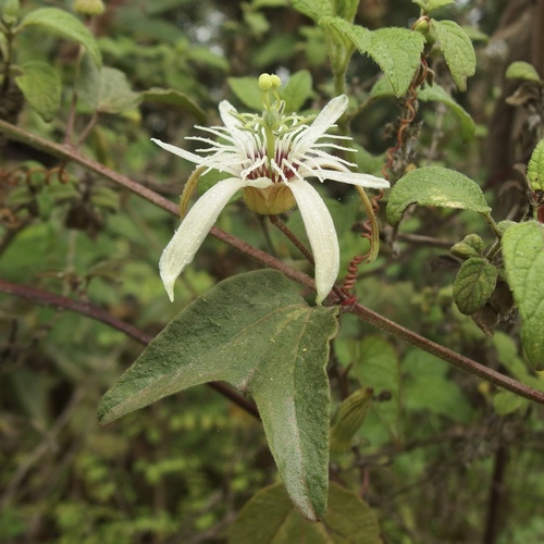 Passiflora image