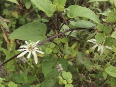 Passiflora cisnana image