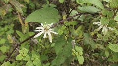 Passiflora cisnana image