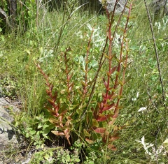 Hylotelephium maximum maximum