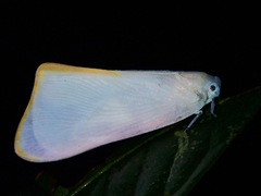 Nephesa truncaticornis