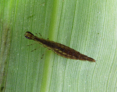 Dytiscidae