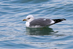 Larus canus