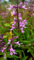 Syncolostemon canescens