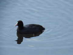 Fulica atra