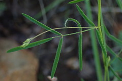 Indigofera filipes